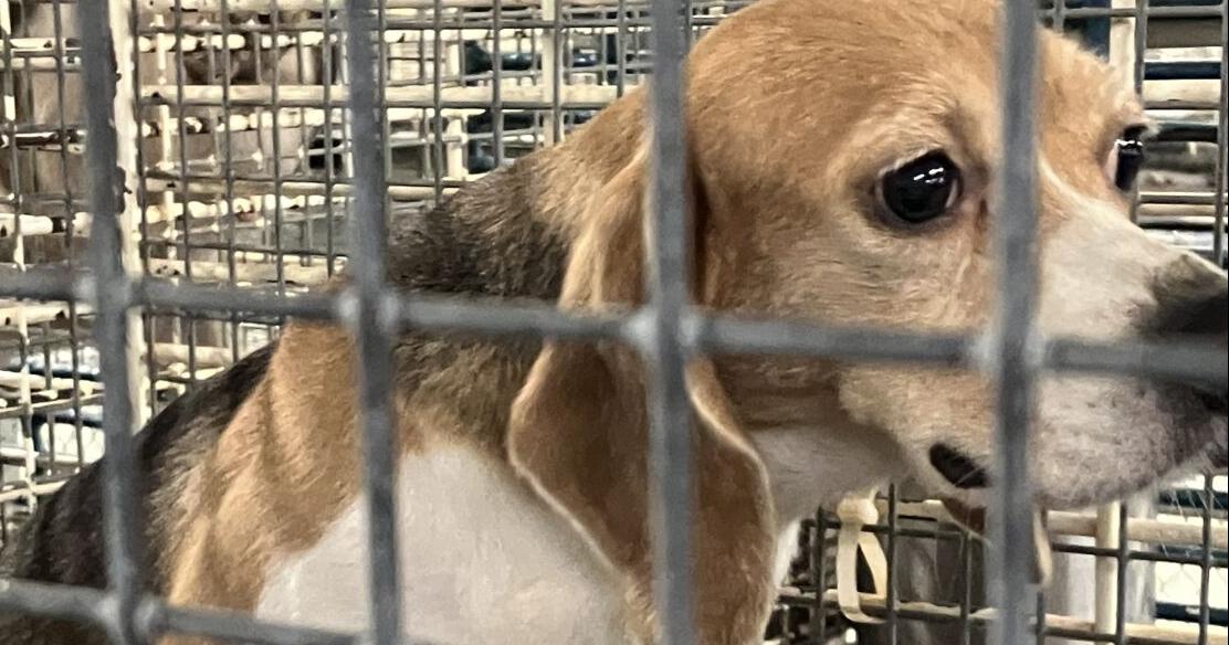 Sheriff commends peaceful transfer of Ridglan Farms beagles | News
