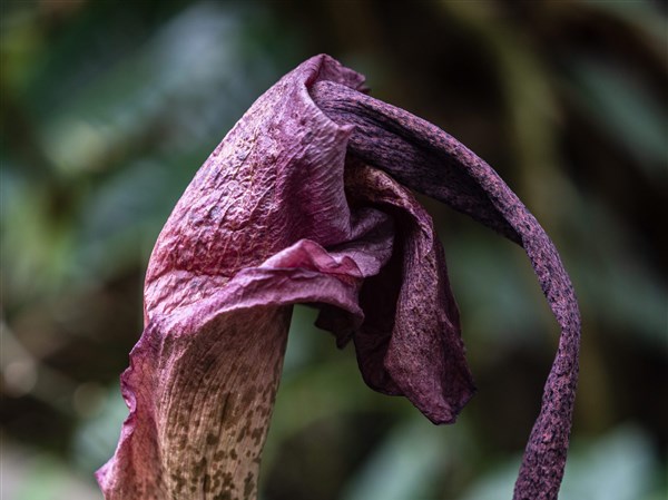 Stinky konjac bloom draws attention at Toledo Zoo greenhouse