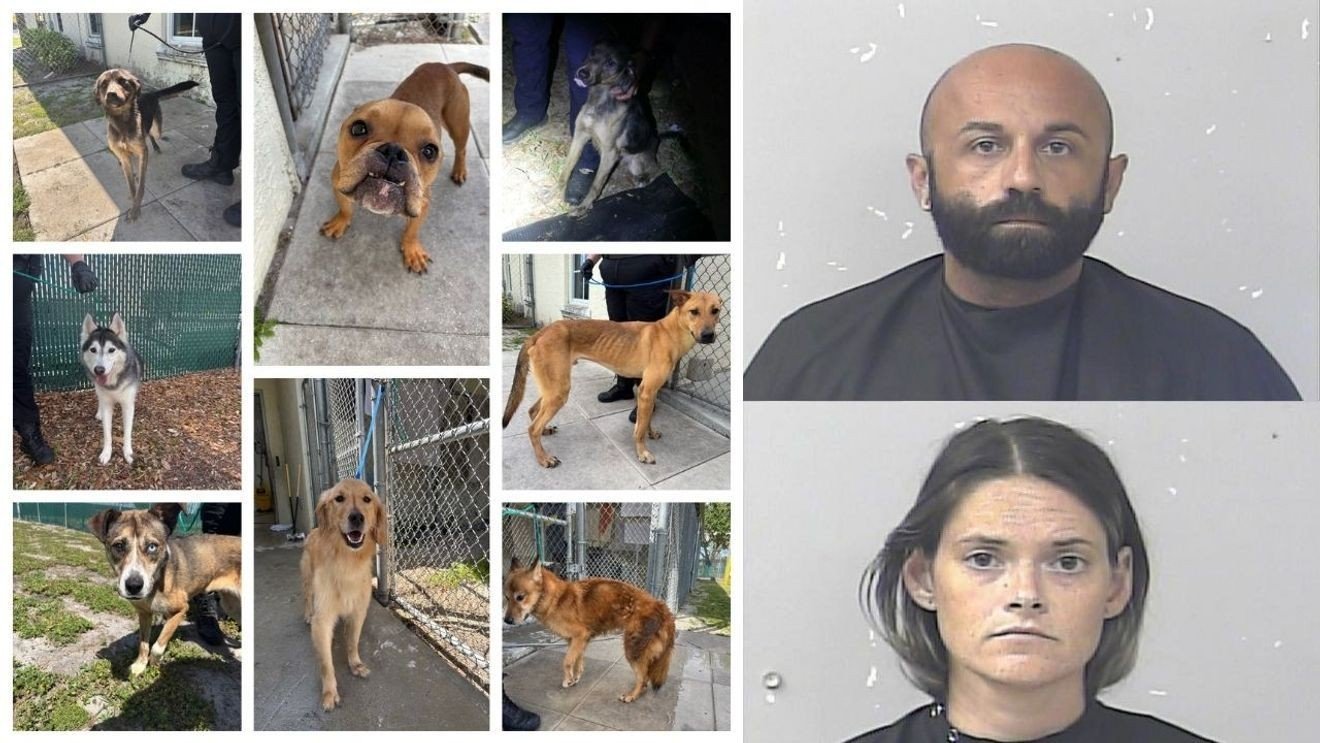 Tip leads police to 8 starving, dehydrated dogs and 2 arrests in Port St. Lucie