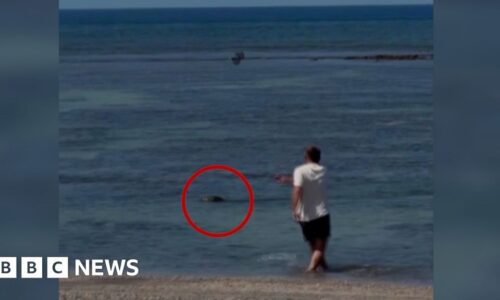 Video of man throwing rock at seal in Hawaii sparks anger