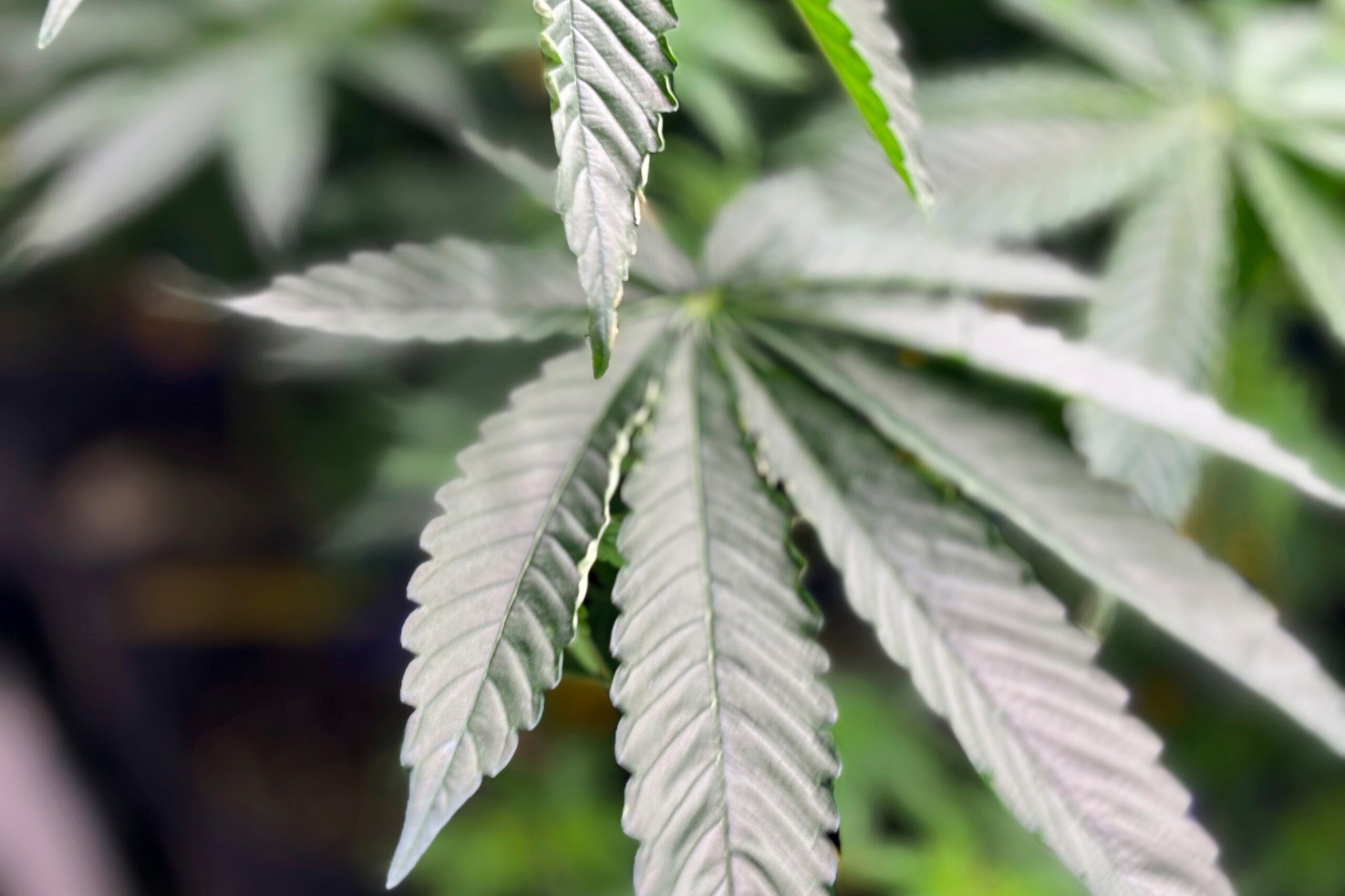Virginia Gov. Spanberger plans to veto proposal for legalized marijuana marketplace