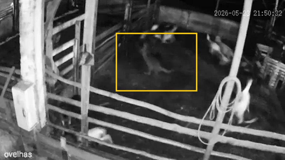 onça predadora invade propriedade e mata 34 ovelhas
