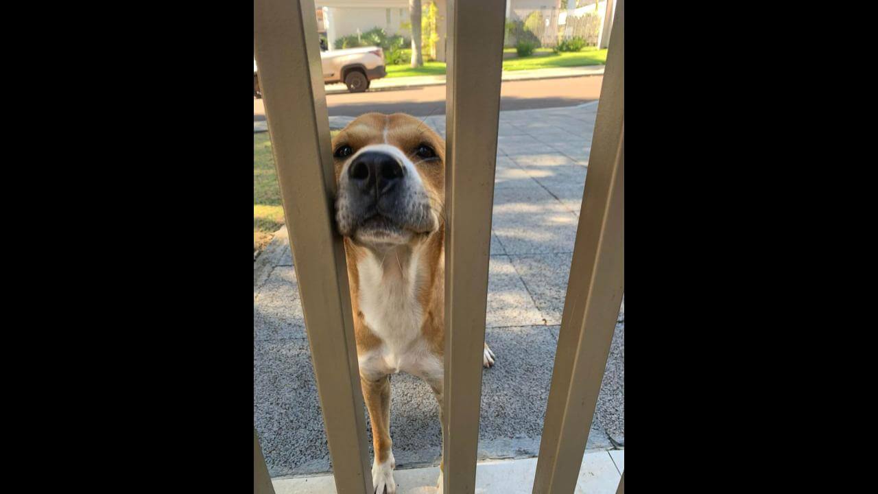 Cachorro é encontrado no bairro Coqueiral